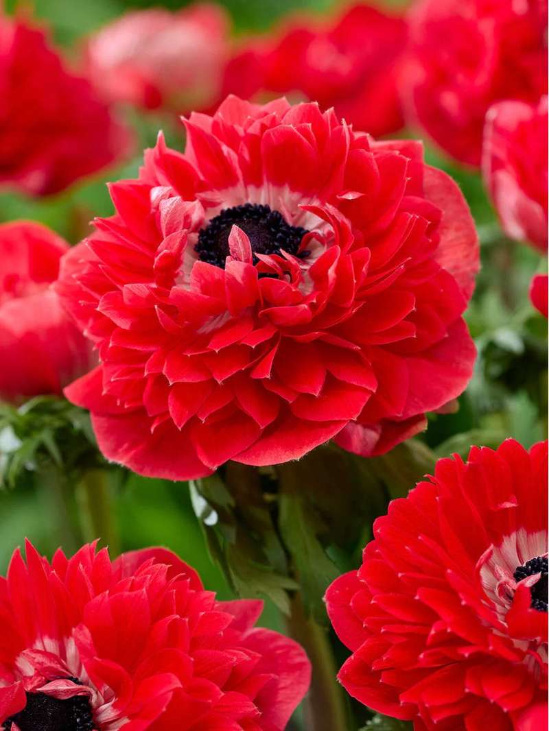 Anemone 'Fullstar Red'
